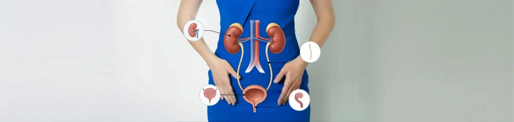 Sănătatea tractului urinar: ce o afectează și cum o poți susține natural